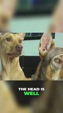 Telomian – The Climbing Dog of Malaysia!