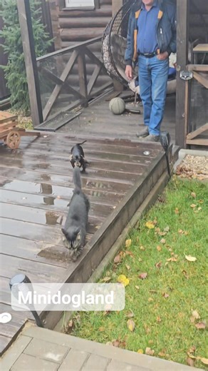 ❤️❤️❤️ dachshund- rabbit and munchkin - cat #minidogland #minidoglandkennel #dachshundmini | Irina Romashova