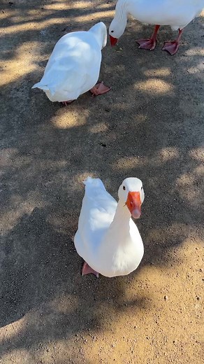 15K views · 45 reactions | How do I put run them  | Juliette Electrique | Facebook