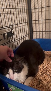 131K views · 4.8K reactions | Foster mom was able to get a couple pets in on Juno tonight! He’s still extremely scared. Juno only needs $108.84 of his $438.84 bill until it is paid in full❤️ The rescue desperately needs help covering medical bills. Juno and Lil Roar appreciate each and every one of you! | Lil Roar Cat Rescue | Facebook