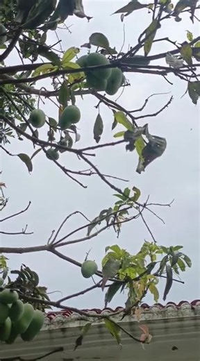 Top 3 Mango Tree CARE Mistakes You're Making Right Now