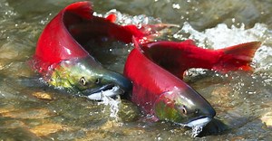 Sockeye Salmon