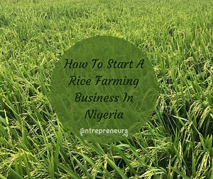 How To Start A Rice Farming Business - Proven 2025 Step-by-Step Guide