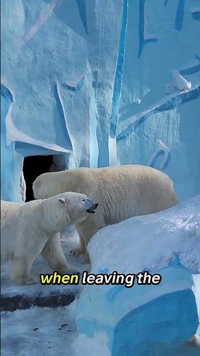 Svalbard — Where Polar Bears Outnumber People & Rules Are Different! 🐻‍❄️