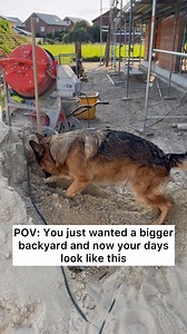 Hard working German Shepherd | Strider The German Shepherd
