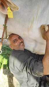 386K views · 39K reactions | "गोप्रेम क्या होता है आज हम आपको दिखाएंगे" #farmers #DesiCowLover #maniimprovefarmer | MANI Improve FARmer | Facebook