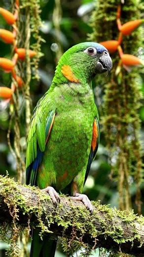 Orange-winged Amazon (Amazona amazonica) ‪@BirdWorldDaily‬