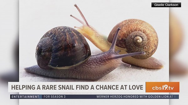 Woman helps rare snail find chance at love