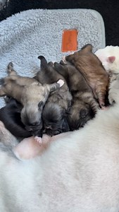 Lovely little maggots 🥰❤️ | Biggiwigs Pekingese