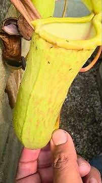 How do Nepenthes feed? #carnivorousplant
