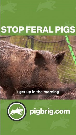 Pig Brig Trap System - The Solution to Your Feral Pig Problem (with Captions - 15s Vertical Green)