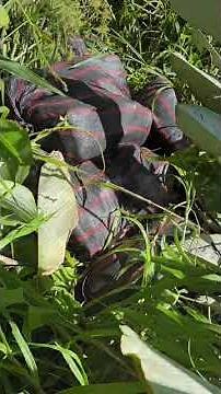 $314m in drugs seized in two-day bust in Palo Seco