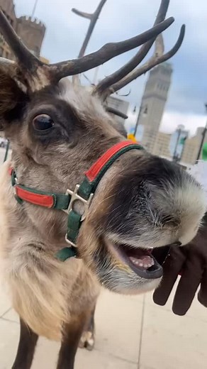 1.8K views · 64 reactions | 歷 Our reindeer is officially in holiday mode! Thunder is ready to spread Christmas cheer today—and yes, the reindeer noises are 100% real and 100% adorable. ✨❤️ Don’t wait to book-our schedule is filling up quickly歷 - - - #michigan #pettingzoo #carouselacres #farmlife #reindeer #christmasmagic #christmas #holidays #farmlifebestlife #animalovers #familybusiness #pettingfarm #farm #animals #exoticanimals | Carousel Acres | Facebook