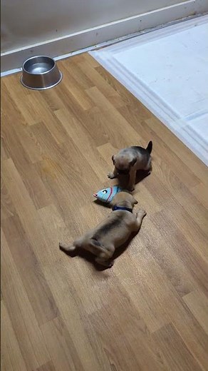 playful puggle puppies 😍