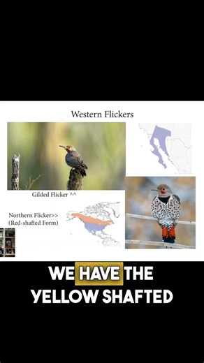 Flickers Red Vs. Yellow Shafted #shorts