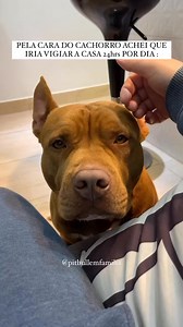 68K views · 2.5K reactions | Bem isso neh THOR kkk #reelsviralシ #reels #pitbull #familiapitbull | Família Pitbull | Facebook