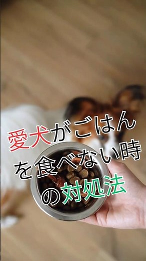 【愛犬🐶がご飯🍚を食べない時の対処法🚨】