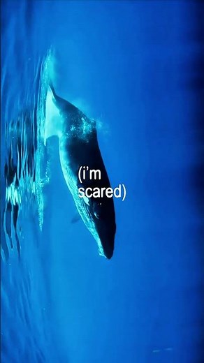Ocean Eyes - Billie Eilish | lyrics | aesthetic | whatsapp Status | English songs | slowed | sped up