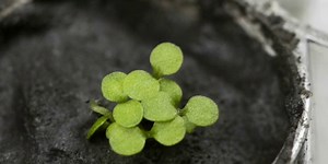 Plants can grow on the moon but don’t expect a robust garden just yet