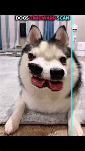 dogs doing time warp scan 🥶☠️ #dogs #animals #shorts