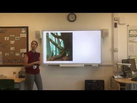 Year 4 Literacy - Creative Writing