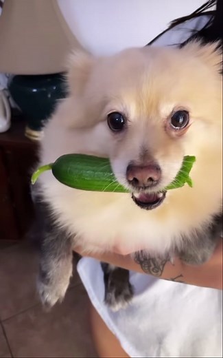 Wow kaz💀 #sssniperwolf @sssniperwolf #fyp #dogs