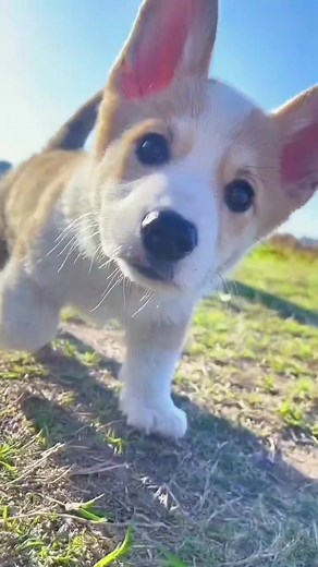 Funny Little Dog Live Wallpapers for Your Phone