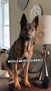 Rule #14 of the German Shepherd Handbook #funny #dog #sadiethesableshepherd | Sadie the sable shepherd