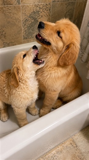 Two puppies start a tub party