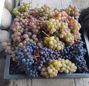 Grapes