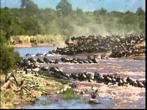 The Great Migration of the Animal's in Serengeti 480P
