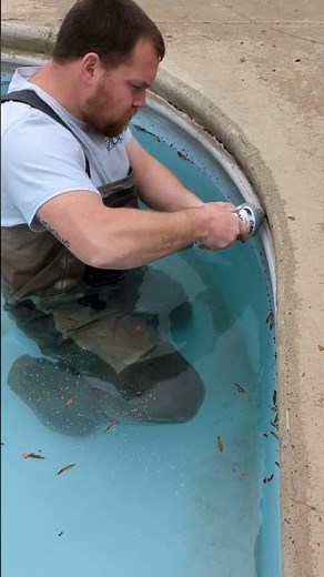 Pool coping repair #concrete #pool #concretestain #poolrepair