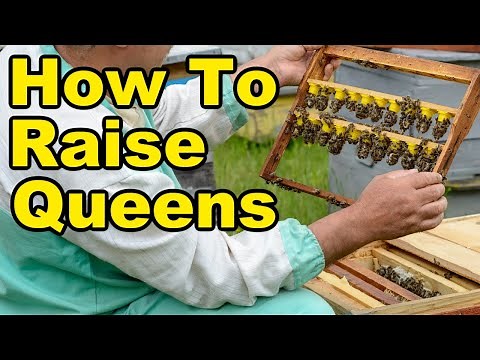 Beekeeping: Queen Rearing Made Easy