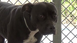 25 reactions · 29 shares | ADOPTED - moved to SAFE Album on 12/16...