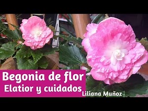 Begonia Flower - Elatior and its Care / Liliana Muñoz