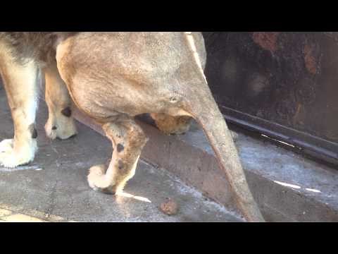 ライオン ウンチ