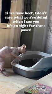 The cat in the litter box didn’t know wtf was happening he just took cover 🤣🤣🤣 | Funny animal videos