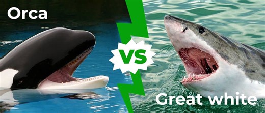 Great White Shark vs. Orca: Which Ocean Predator is the Deadliest?