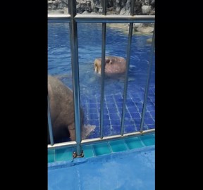 Playful walrus sprays water at zoo visitors