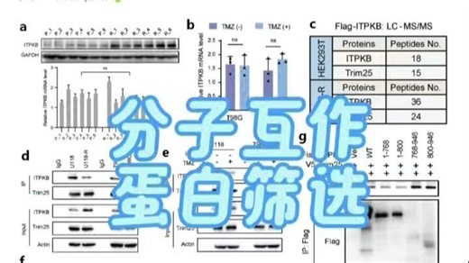 分子互作蛋白筛选