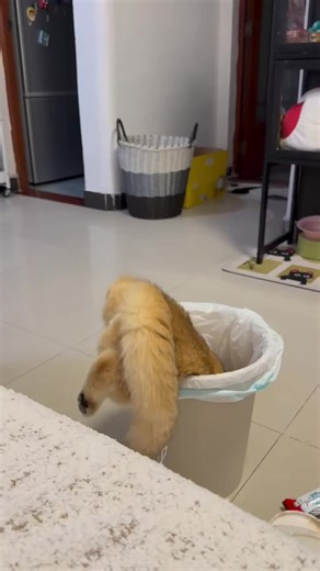 Rescue me! Rescue me!#cat #catsoftiktok #cats #catlover #pet #pets