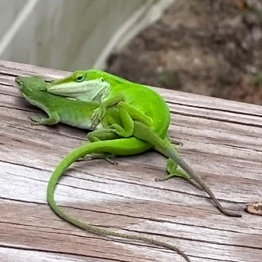 Lizard Lovemaking in the Sun: An Unusual Sight Revealed