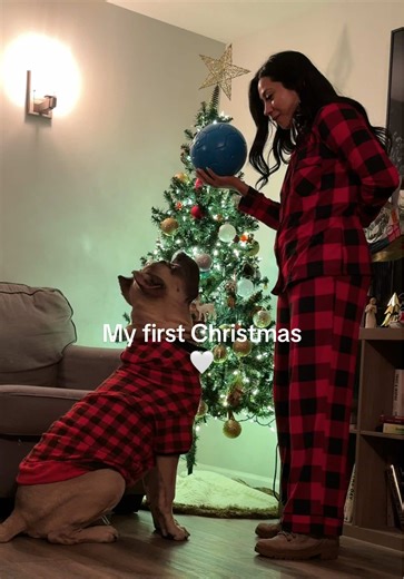 Enjoying Playtime with My Cane Corso Puppy