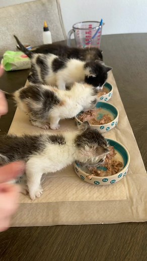 Full ASMR video 😂 #kitten #kittens #cat #cats #catsoftiktok #animal #animals #cute #animalsoftiktok #rescue #catrescue #animalrescue
