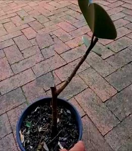Notching Rubber Tree Plant To Force Side Shoots : Making Rubber Tree Bushy Without Pruning