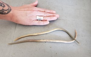 Mare put down after ‘dozens of huge roundworm' found in her intestines - Horse & Hound