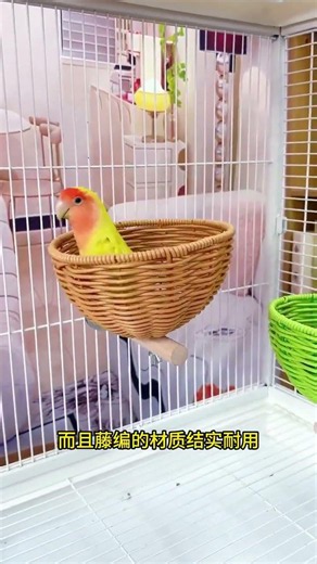 “OMG My Parrot Said WHAT?! 😱😂”“You Won’t Believe This Cute Parrot’s Reaction! 🐦💛”“My Parrot’s Funn