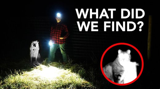 Nighttime Patrol: Guard Dog Protects Livestock