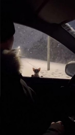 We must help each other, be good, positive, and kind#cat🐈❤️🌱