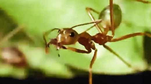 The Trials of Life: Living Together | BBC Documentaries